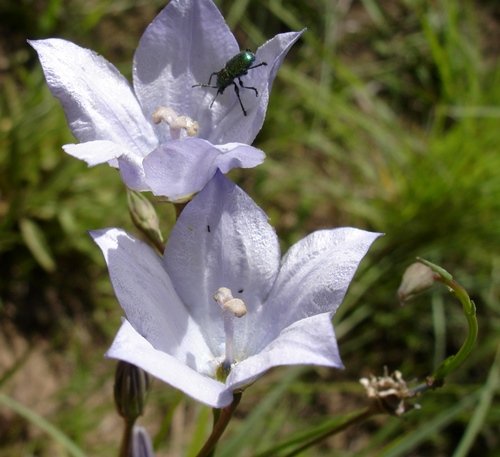 Wahlenbergia grandiflora flowers